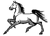 Horse Picture